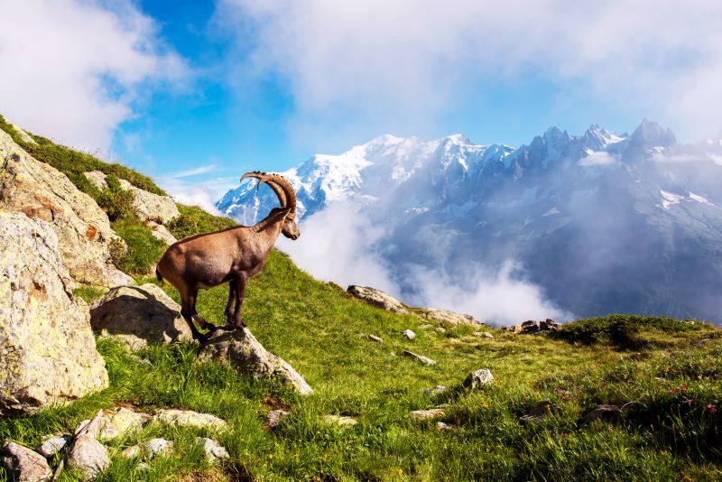 Séjours Rando Aravis Mont-Blanc